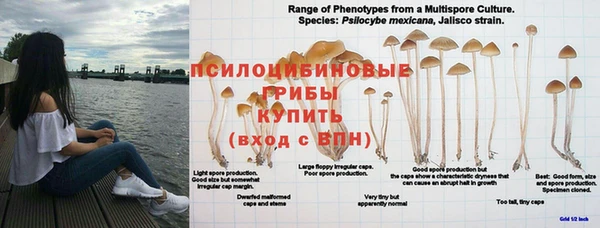 ГАЛЛЮЦИНОГЕННЫЕ ГРИБЫ Верхний Тагил